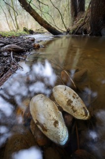 Freshwater mussels and their shells lie in a stream, small river mussels (Unio crassus), freshwater