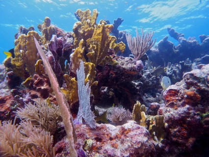 A vibrant coral reef with various species of coral, including the leafy fire coral (Millepora