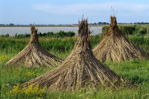 Agriculture, reeds cut and turned into sheaves, Burgenland, Seewinkel, Austria, Austria