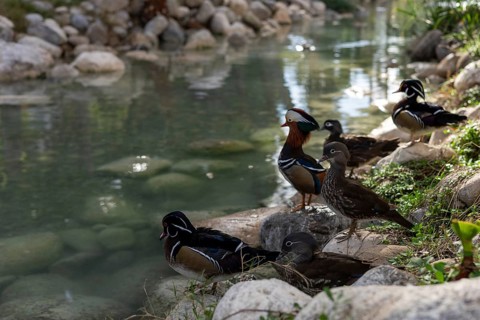A group of ducks relaxes on the grassy bank beside a clear water feature in a hotel garden in