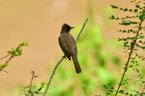 A bird perched on a branch, surrounded by green foliage in tranquil surroundings: a grey bulbul