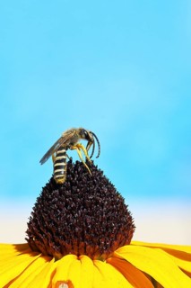 Yellow-banded furrow bee (Halictus scabiosae), on a yellow coneflower (Echinacea paradoxa),