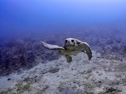 A loggerhead sea turtle (Caretta caretta) swims gracefully through the vast blue underwater world,