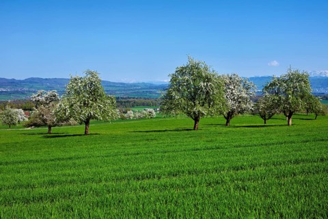 A group of blossoming pear trees, Beinwil, Freiamt, Aargau Canton, Switzerland