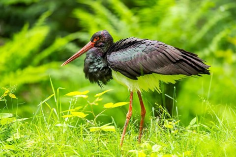 Black stork (Ciconia nigra) standing on a meadow, Bavaria, Germany