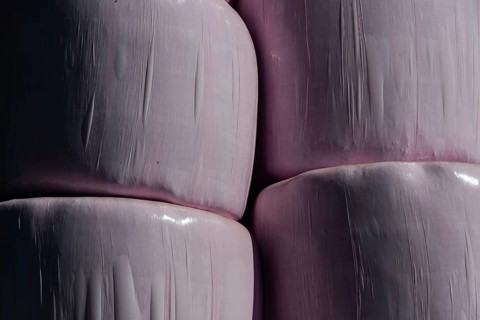 Silage bales in pink plastic foil stacked, Puy de Dome, Auvergne Rhone Alpes, France