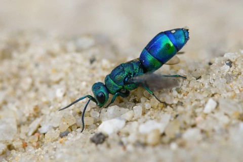 Blue golden wasp, cyan jewel wasp, golden wasp, hymenoptera, trichrysis cyanea, insects, insects