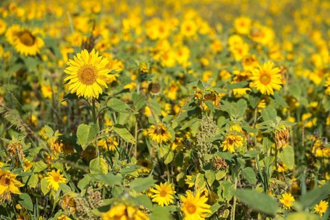Asteraceae, annual sunflower, common sunflower, helianthus annuus, daisy, common sunflower, flora,
