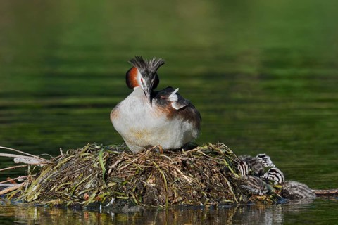 Great Crested Grebe (Podiceps scalloped ribbonfish) with chicks on the nest, North