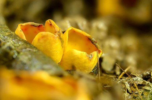Aleuria onotica, donkey ear, otidea abietina, otidea onotica, peziza onotica, reddish earling,