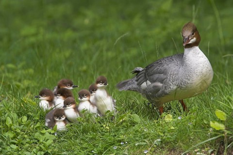 Animals, birds, goosander with chicks (Mergus merganser)