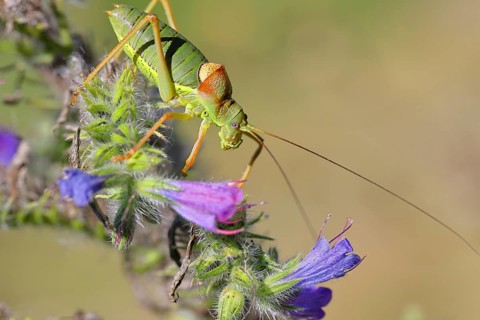 Steppe saddle grasshopper (Ephippiger ephippiger), Male, in a vineyard, on Viper's bugloss (Echium