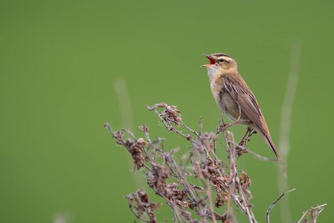 Reed Warbler (Acrocephalus schoenobaenus), Lake Duemmer, Huede, Lower Saxony, Germany