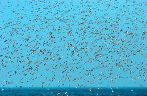 Animals Birds Colony Group Alpine Sandpipers, Calidris alpina, Dunlin, North Sea, Germany