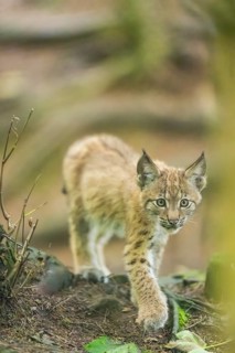 Eurasian lynx (Lynx lynx) youngsters (cub) sitting in a forest, Bavaria, Germany