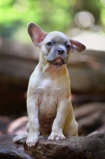Blue fawn French Bulldog dog puppy with one upright and one floppy ear in forest nature
