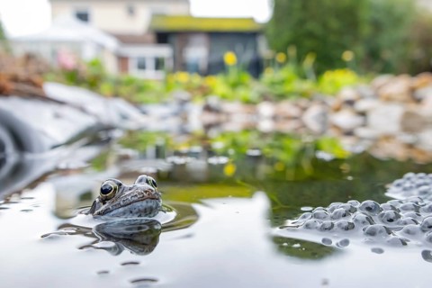 Common frog (Rana temporaria) adult amphibian and spawn eggs on the water surface of an urban