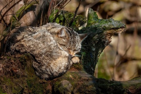 Carnivora, felis silvestris, predators, wildcat, mammals, raptors, sleep, mammals