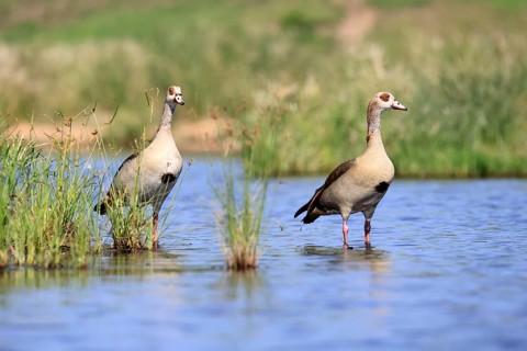 Nile gans (Alopochen aegyptiaca), adult, pair, standing in the water, alert, Kruger National Park,
