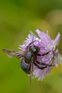 Apidae, bees, blue wood bee, large wood bee, hymenoptera, violet-winged wood bee, xylocopa