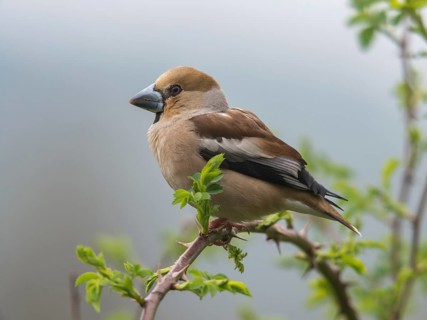 Coccothraustes Coccothraustes, Hawfinch, Heartbiter, Birds, Female, Passeri, Songbirds, Birds,