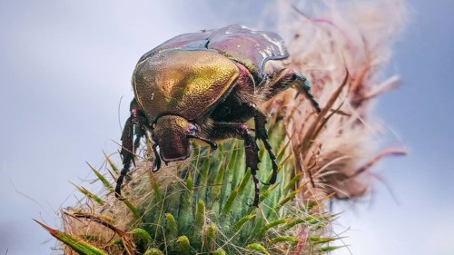 Macro: A metallic-coloured rose chafer (Cetonia aurata) perched on a spiny plant against a blue