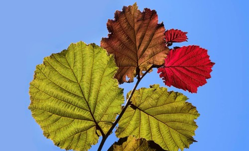 Close-up of the Red Zellernut, red-leaved hazel or cobnut, red-leaved Zellernuss, Corylus avellana