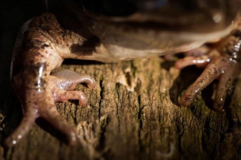 Agile frog, rutting calluses, estrus calluses, nuptial pad, mating calluses, rana dalmatina,