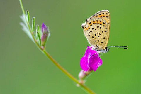 Sooty Copper (Lycaena tityrus), Oldenburg Münsterland, Goldenstedt, Lower Saxony, Germany