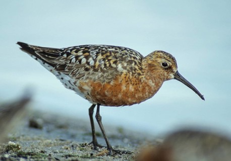 Calidris ferruginea, curlew sandpiper, sickle sandpiper, birds, charadriiformes, leo, limikolen,
