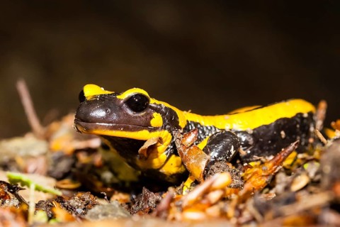 Animals, amphibians, tailed amphibians, true salamander, fire salamander, water bodies, one,