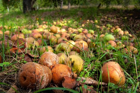 Cultivated apple, Malus domestica, rosaceae, rose family, apple, flora, meadow orchard, plants,
