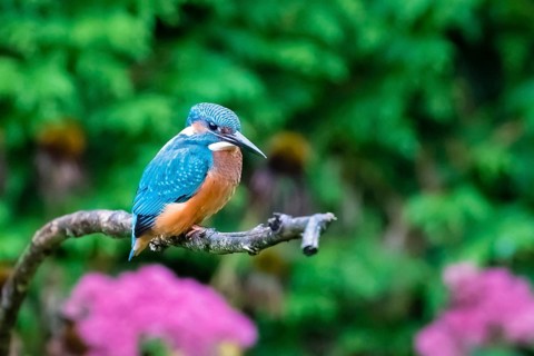 Animals, birds, kingfisher, kingfishers, habitat, perch, branch, side view, (Alcedo atthis)