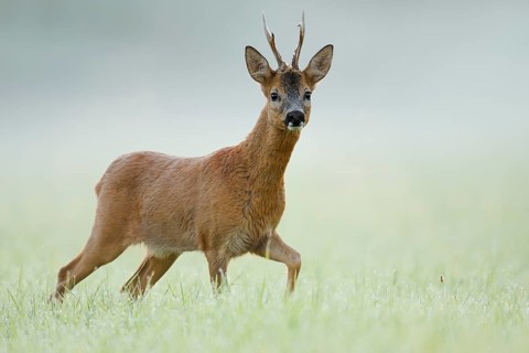 European roe deer (Capreolus capreolus), a roebuck standing in the morning mist in a meadow, North