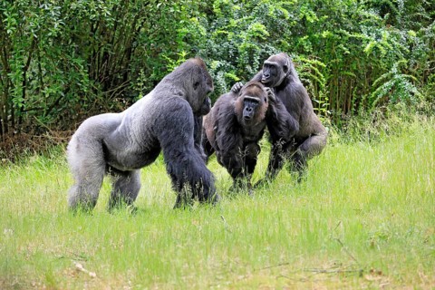 Western gorilla (Gorilla gorilla), adult, male, silverback, female, group, social behaviour, on the