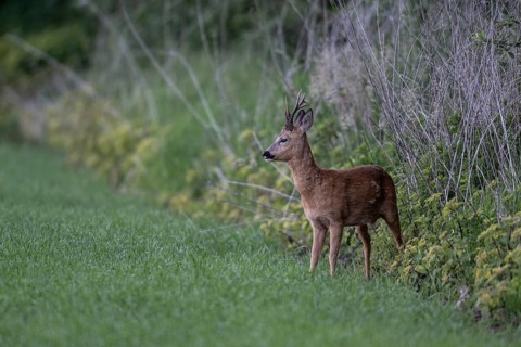 Roebuck (Capreolus capreolus), Emsland, Lower Saxony, Germany