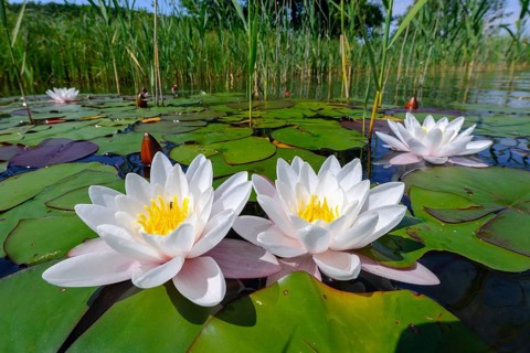 A flowering water lily (Nymphaea) on a lake, Müritz National Park, Feldberg Lake District, Lower