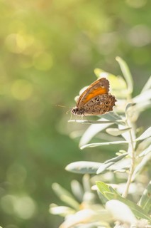 A beautiful butterfly with orange and brown wings rests delicately on lush green leaves, enjoying a