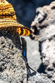El hierro giant lizard - gallotia caesaris - perching on dark volcanic rock under the shade of a