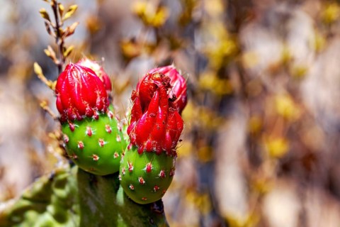 Close-up of green cactus leaves with red buds in the foreground of a natural scene: the prickly