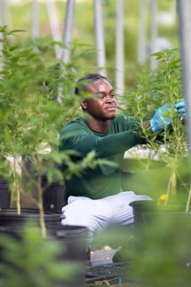 Jamaican man plucking stems from a cannabis plant, Jacana Organic Cannabis Farm, Saint Ann Parish,