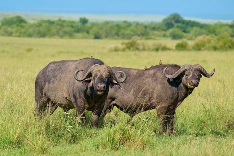 Two buffaloes stand side by side in the grass of the savannah, with birds perched on their backs,