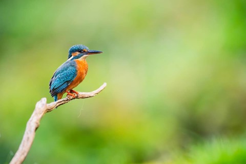 Common kingfisher (Alcedo atthis) sitting on an old wooden branch in late summer, wildife, Bavaria,