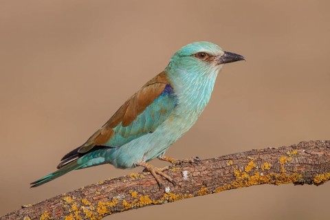 European Roller (Coracias garrulus), perched on a branch, Castile-La Mancha