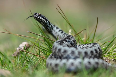 European adder, European viper, venomous snake, vipera berus, critters, poisonous reptiles,