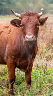 Artiodactyla, Bavaria, Bos Taurus sspec.5, cattle, even-toed ungulate, high-altitude cattle, Upper