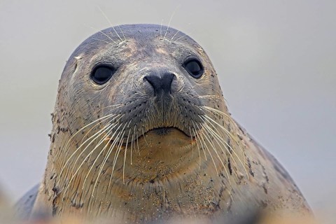 Animal, Mammals, Harbour Seal (Pocha vitulina), Heligoland Island