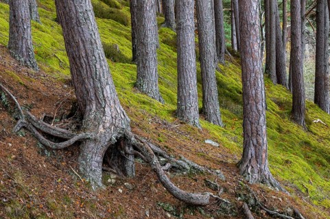 Pine (Pinaceae) in a forest in Scotland, Aviemore, Scotland, United Kingdom