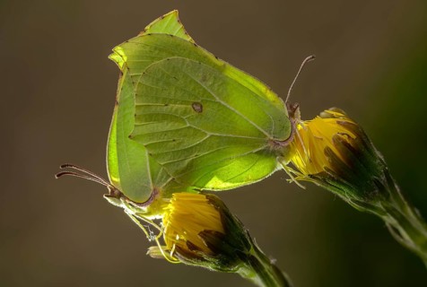 Brimestone, gonepteryx rhamni, butterfly, insects, copula, mating, butterflies, butterflies