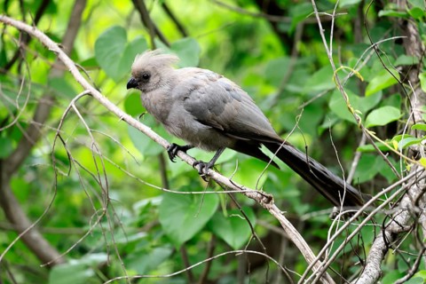 Grey Go-away-bird (Crinifer concolor), Grey Go-away-bird, subadult, half-grown, perched on a tree,